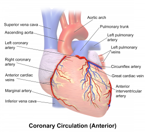 Coronary Anterior View